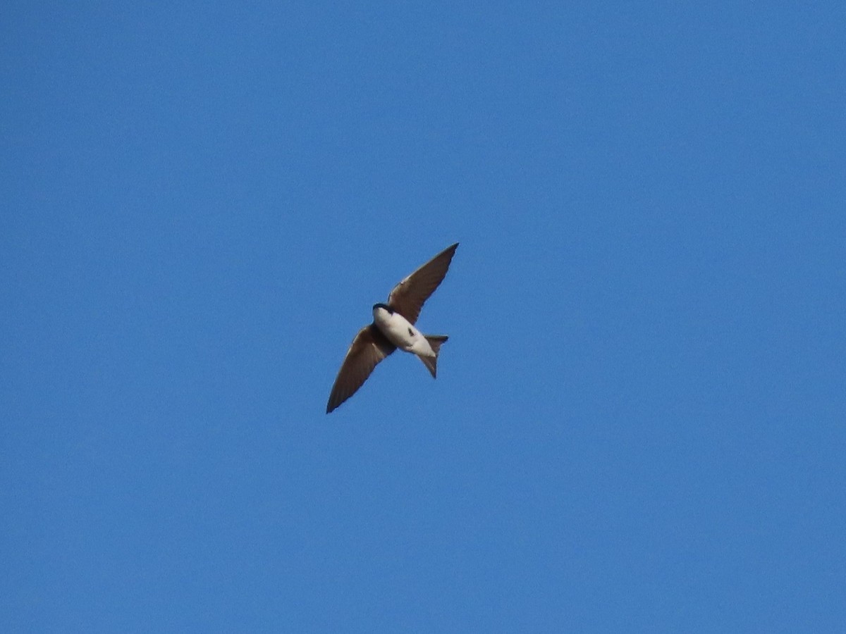 Golondrina Bicolor - ML573833601