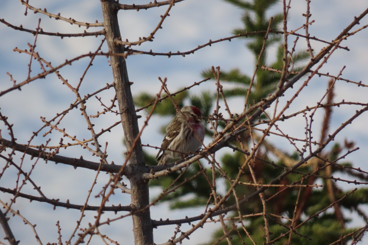 Common Redpoll - Baxter Naday