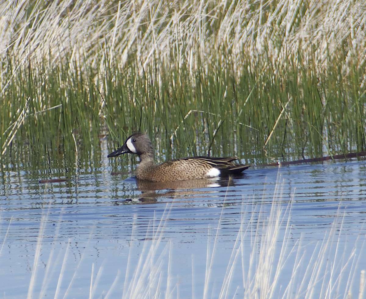 Blue-winged Teal - ML573835641