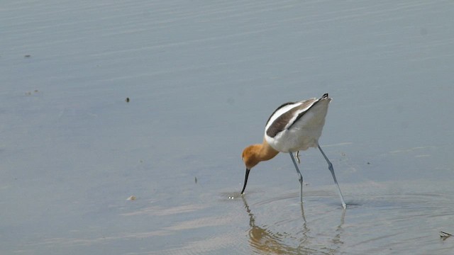 Avocette d'Amérique - ML573836141