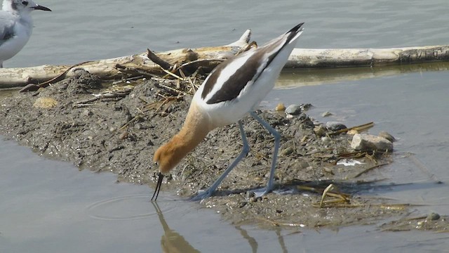 Avocette d'Amérique - ML573837731