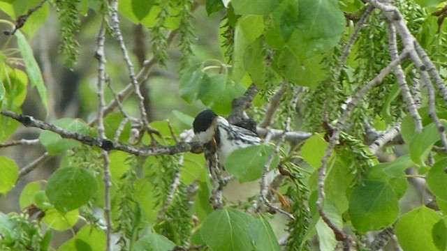 Blackpoll Warbler - ML573838001