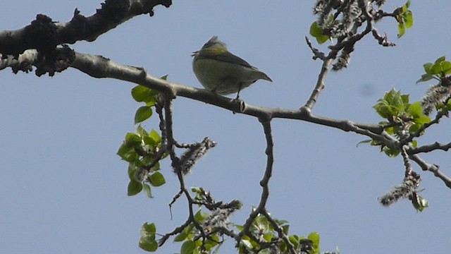 Tennessee Warbler - ML573838631