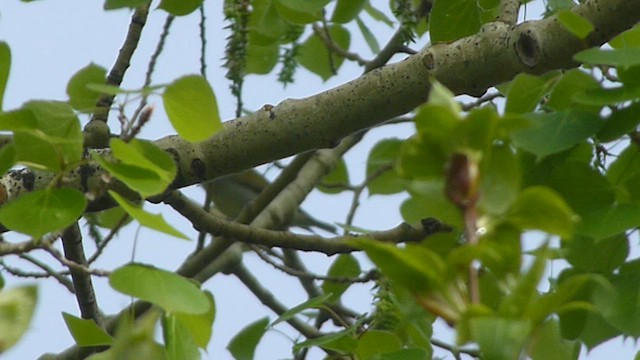 Tennessee Warbler - ML573838701