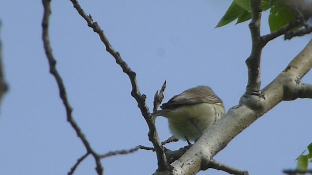 Warbling Vireo (Eastern) - ML573838771