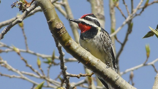 Yellow-bellied Sapsucker - ML573838941