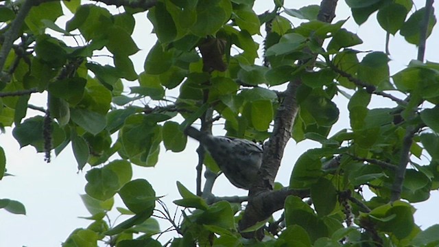 Paruline noir et blanc - ML573838961