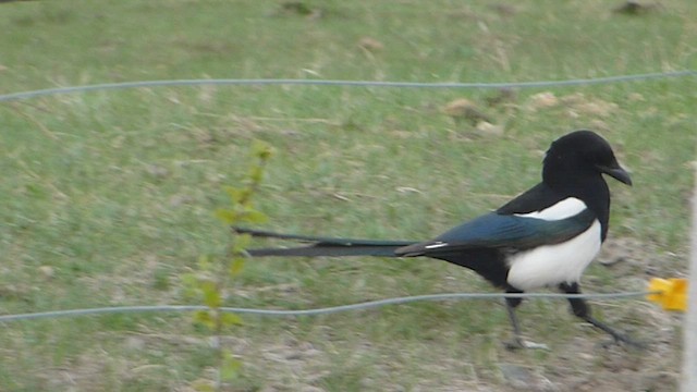 Black-billed Magpie - ML573839351