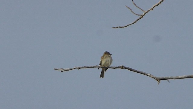 Least Flycatcher - ML573839681