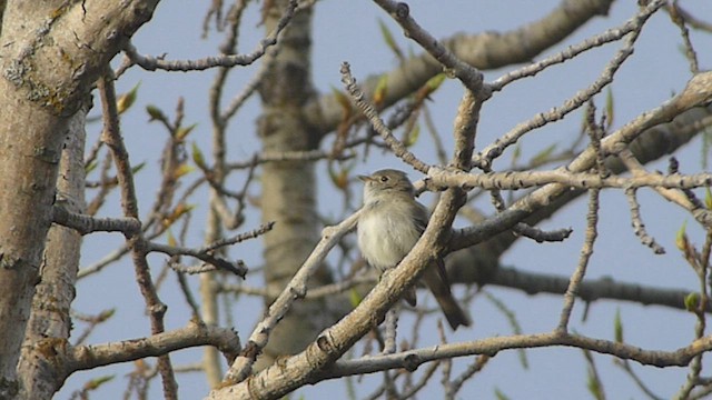 Least Flycatcher - ML573839701
