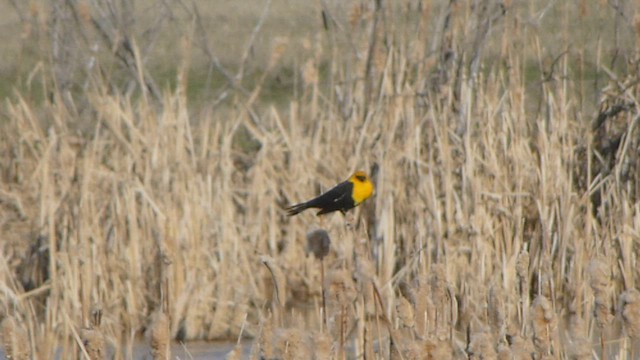 Yellow-headed Blackbird - ML573839881
