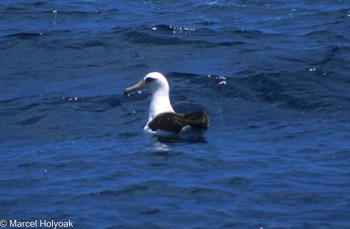 Laysan Albatross - ML573839911