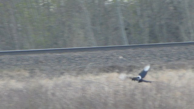 Black-billed Magpie - ML573839991