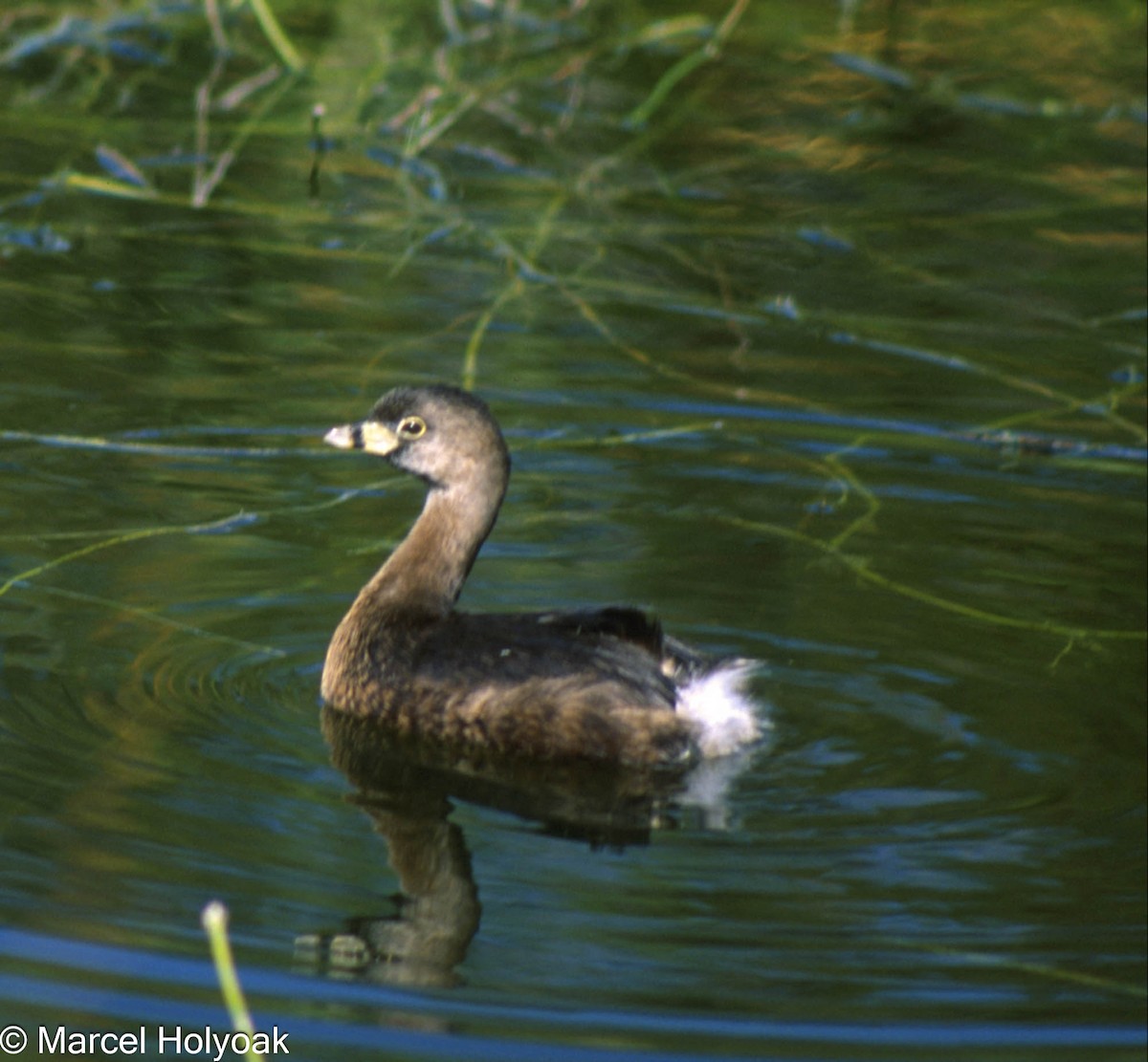 Pied-billed Grebe - ML573840181