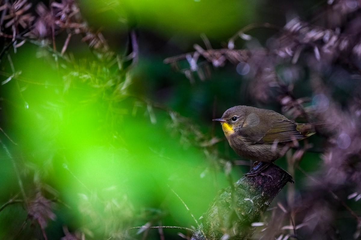 Common Yellowthroat - ML573840301