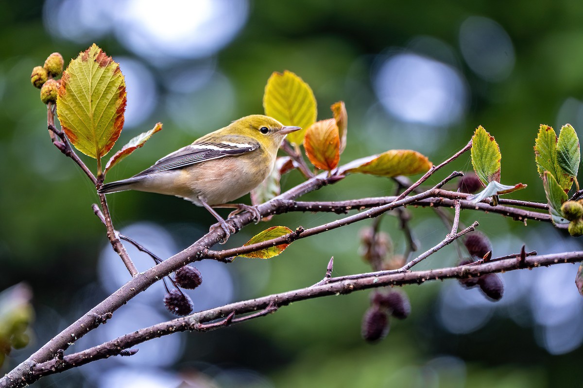 Bay-breasted Warbler - ML573840321