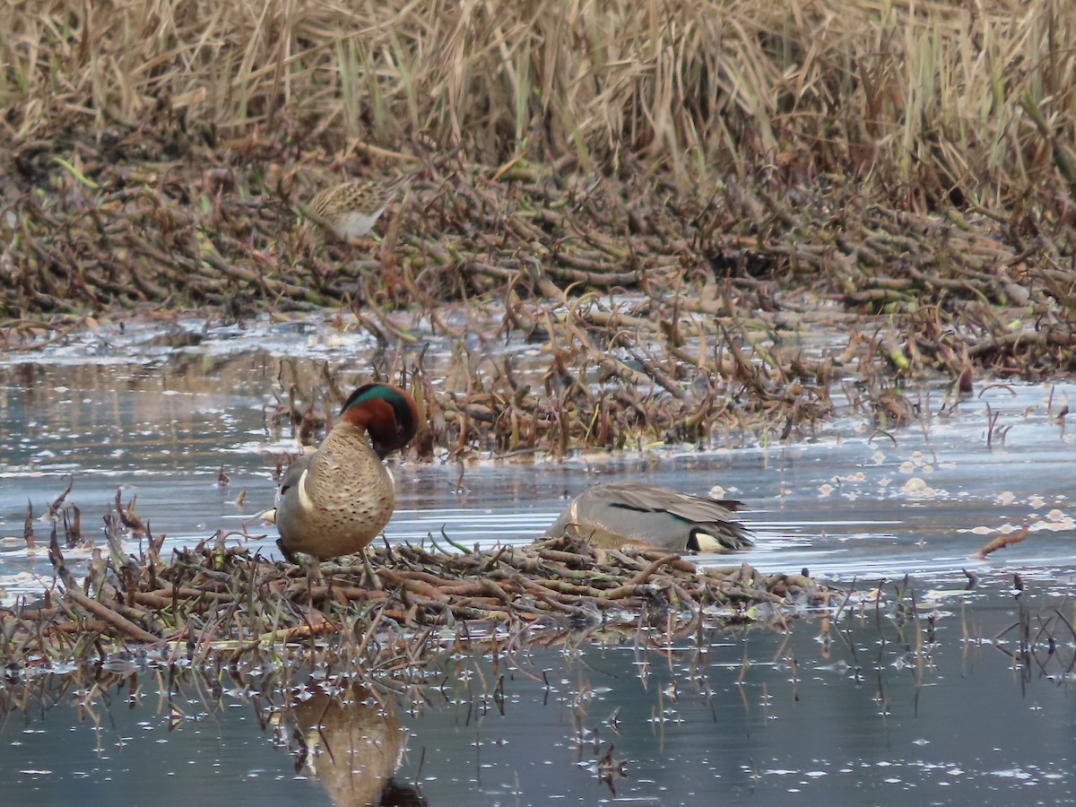 Green-winged Teal - Laura Burke