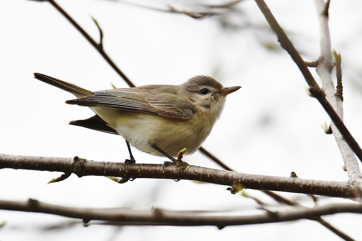 Warbling Vireo - ML57384051