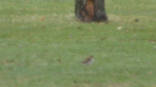 Harris's Sparrow - ML573840611