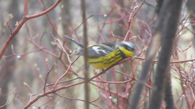 Magnolia Warbler - ML573840661