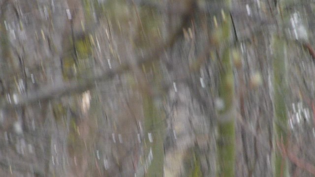Black-and-white Warbler - ML573840701
