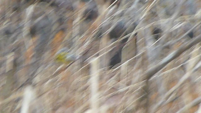 Magnolia Warbler - ML573840751