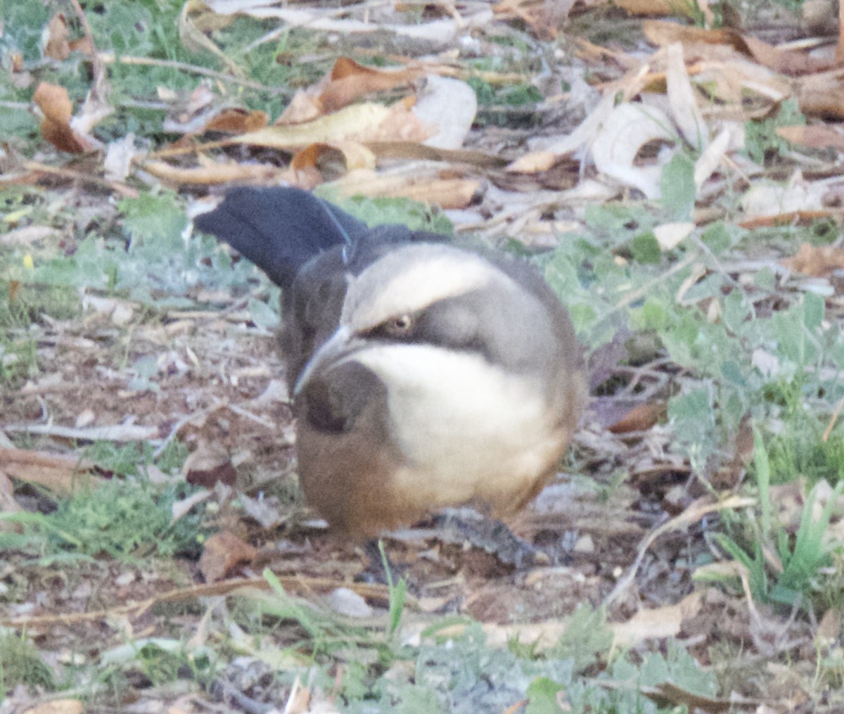 Gray-crowned Babbler - ML573840831