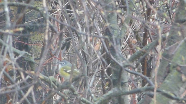 Vireo Solitario - ML573840841