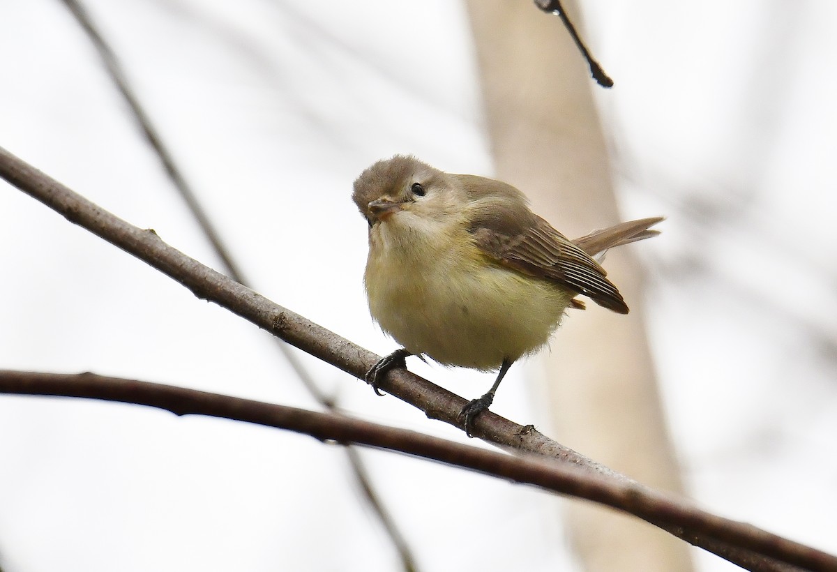 Warbling Vireo - ML57384091