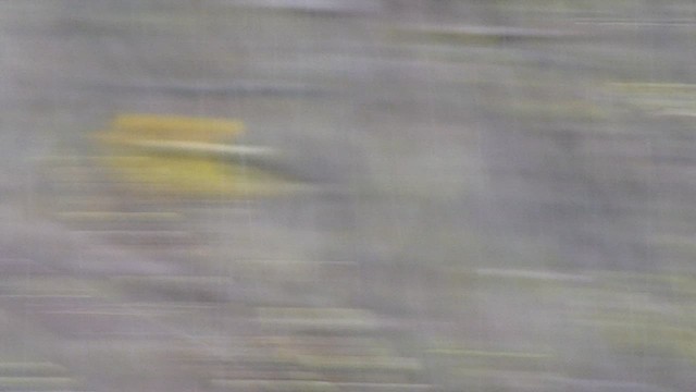 Cape May Warbler - ML573840961