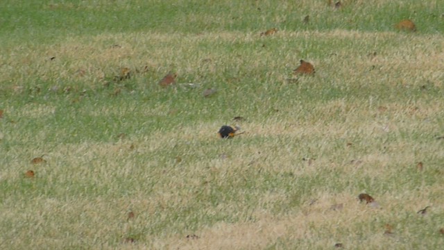 American Redstart - ML573841001
