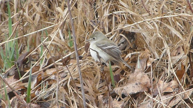 Least Flycatcher - ML573841041