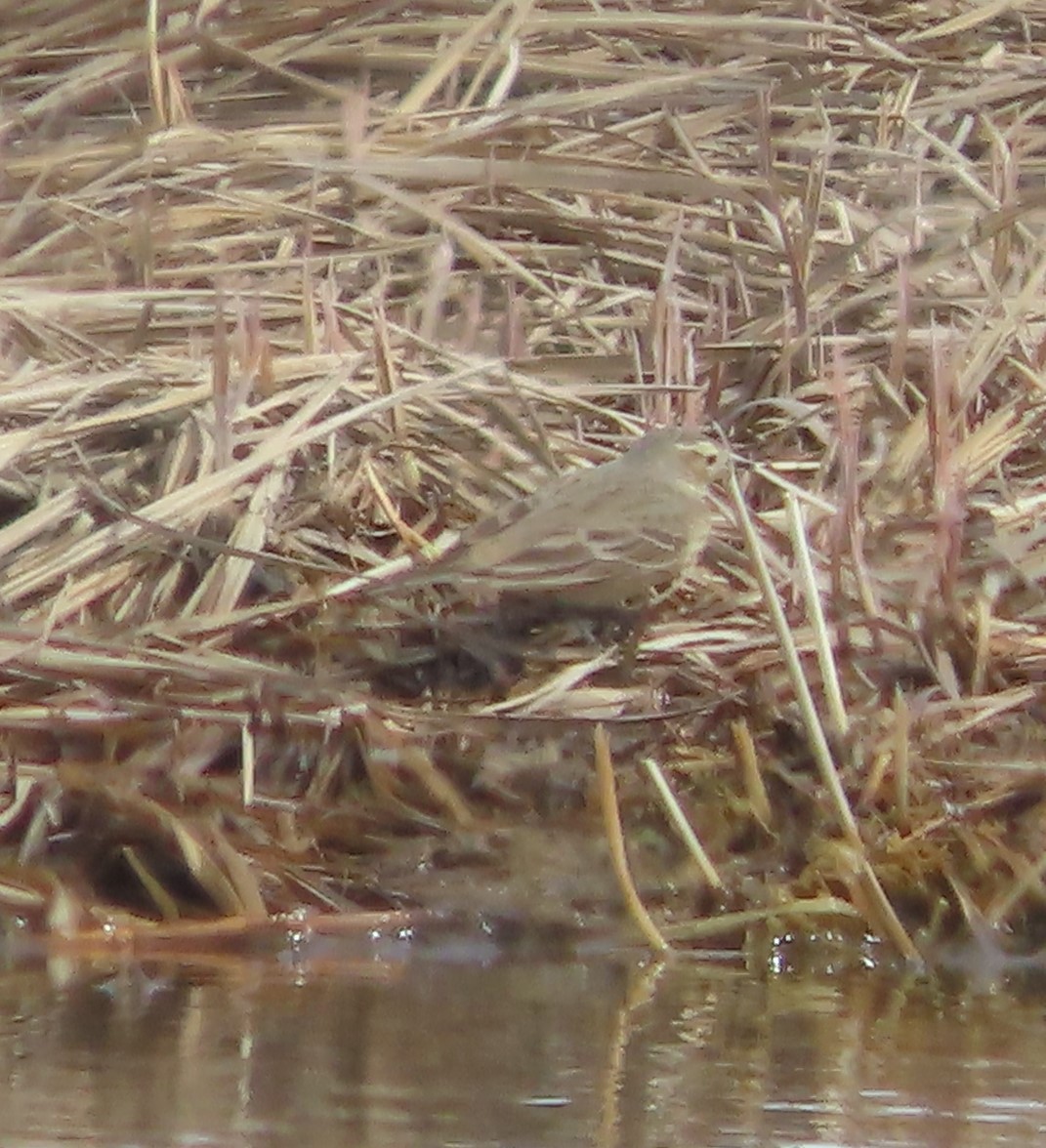 American Pipit - Laura Burke