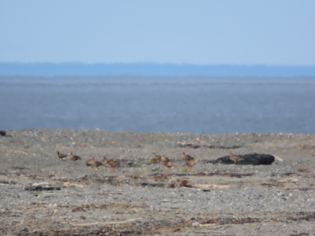 Greater White-fronted Goose - ML573841141