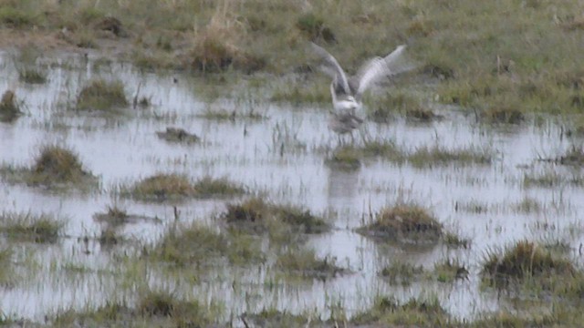 Willet - ML573841181