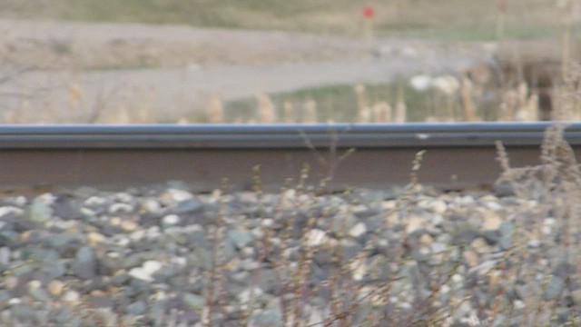 Harris's Sparrow - ML573841561