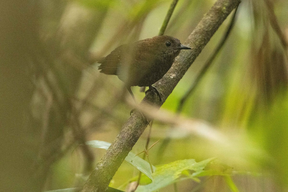 Nightingale Wren - ML573841691