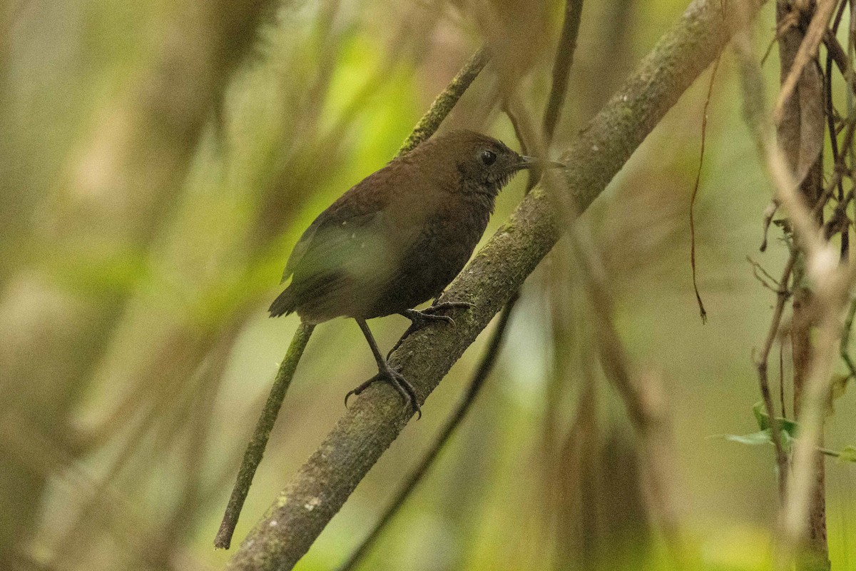 Nightingale Wren - ML573841711