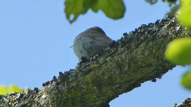 Bewick's Wren - ML573841771