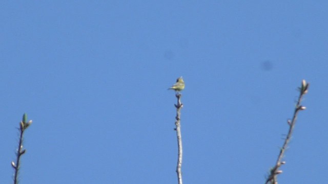 lesňáček hvězdičkový - ML573841821