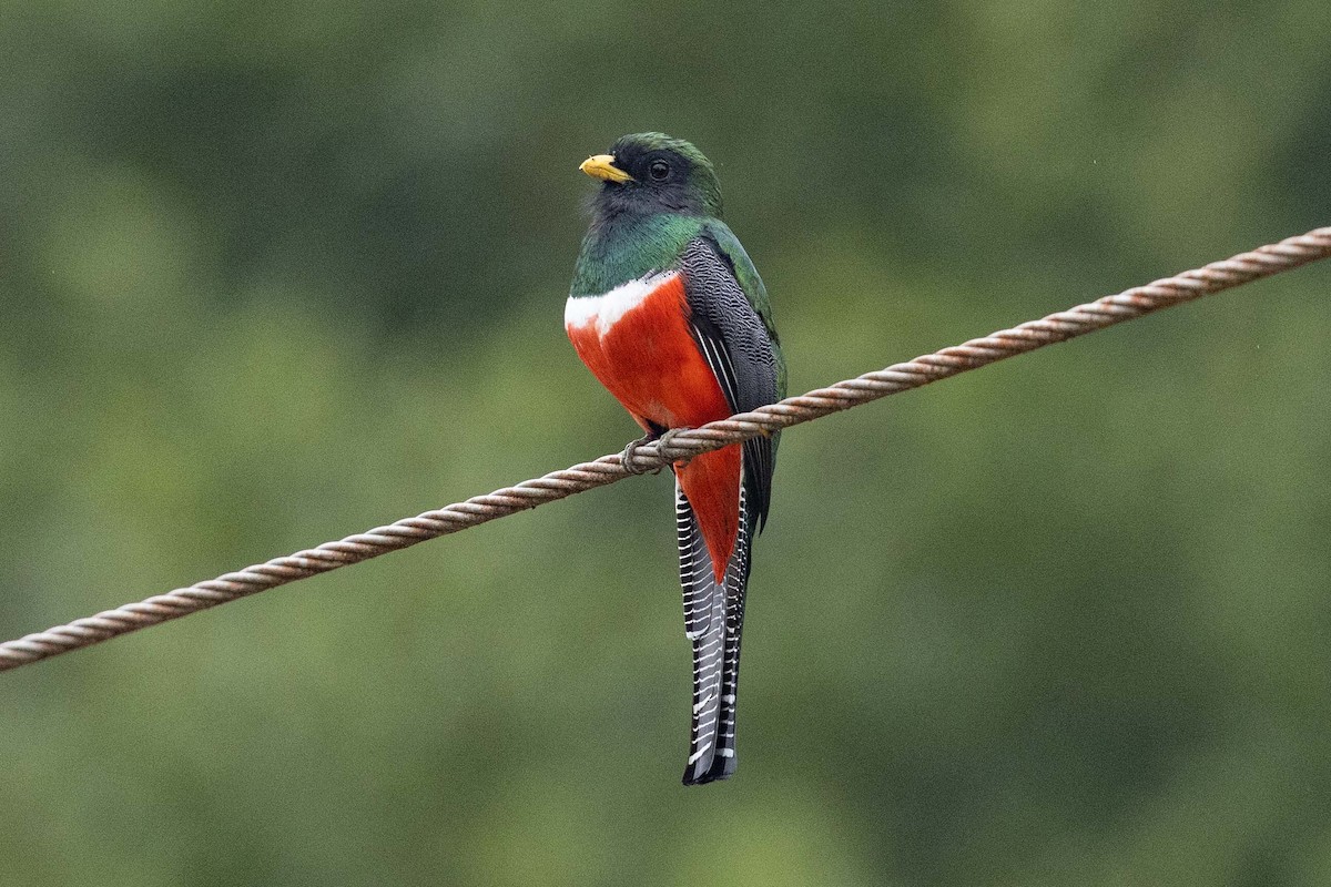 Collared Trogon - ML573841941