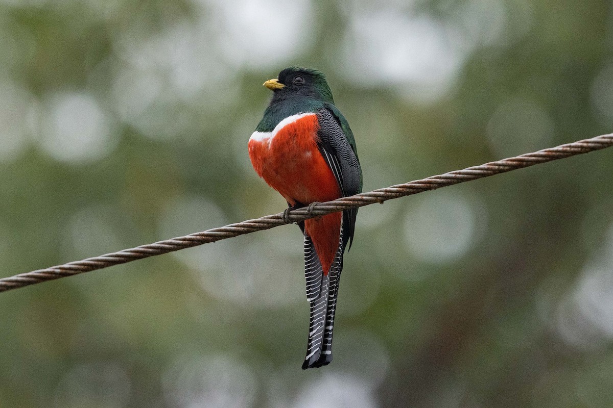 Collared Trogon - ML573842071