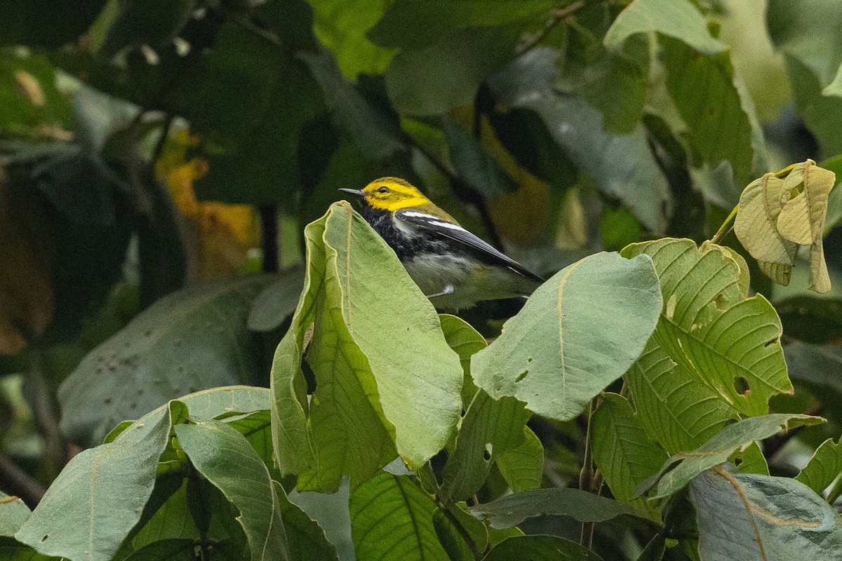 Black-throated Green Warbler - ML573842181