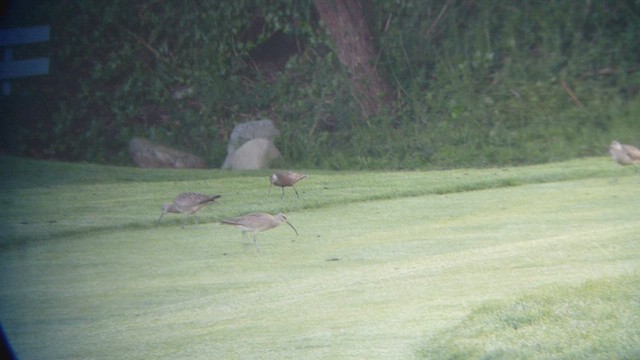 Hudsonian Godwit - ML573842291