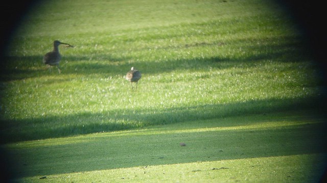 Hudsonian Godwit - ML573842421