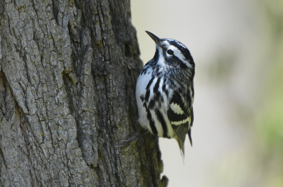 Black-and-white Warbler - ML57384271