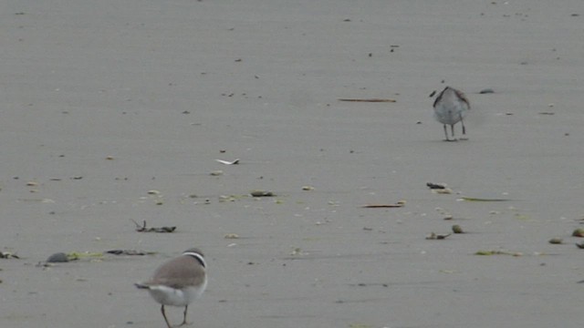 Semipalmated Plover - ML573842981