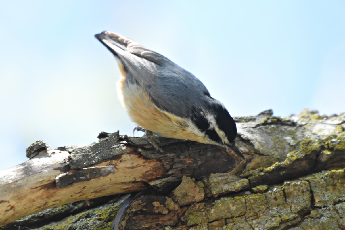 Red-breasted Nuthatch - ML57384321