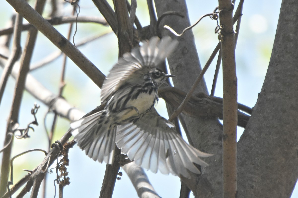 Black-and-white Warbler - ML57384381