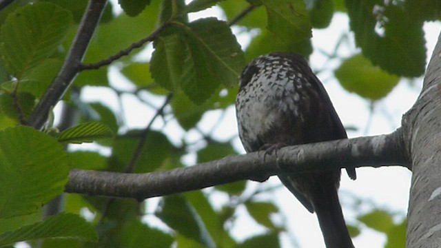 Fox Sparrow (Sooty) - ML573844251